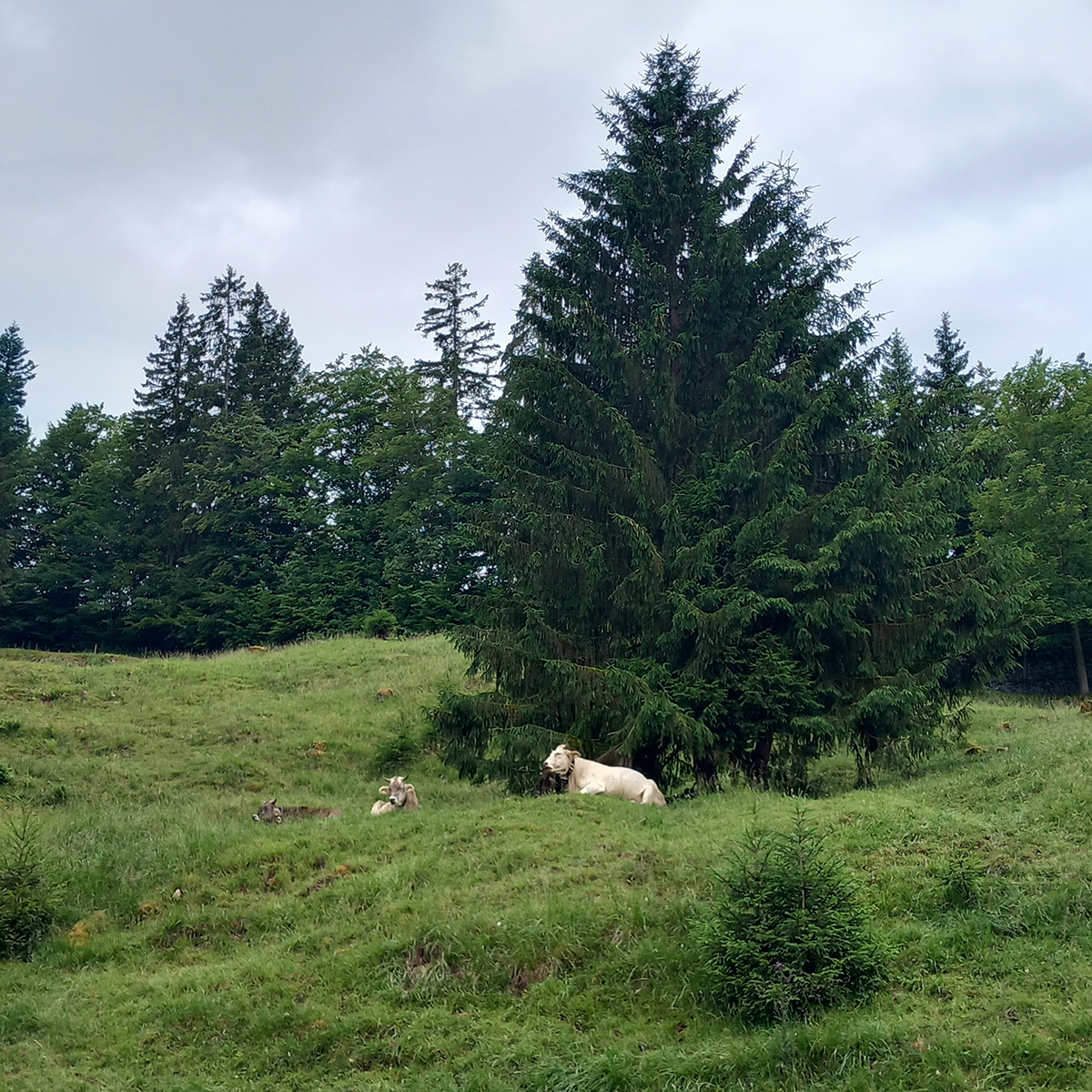 Kühe auf einer Wiese in den Bergen